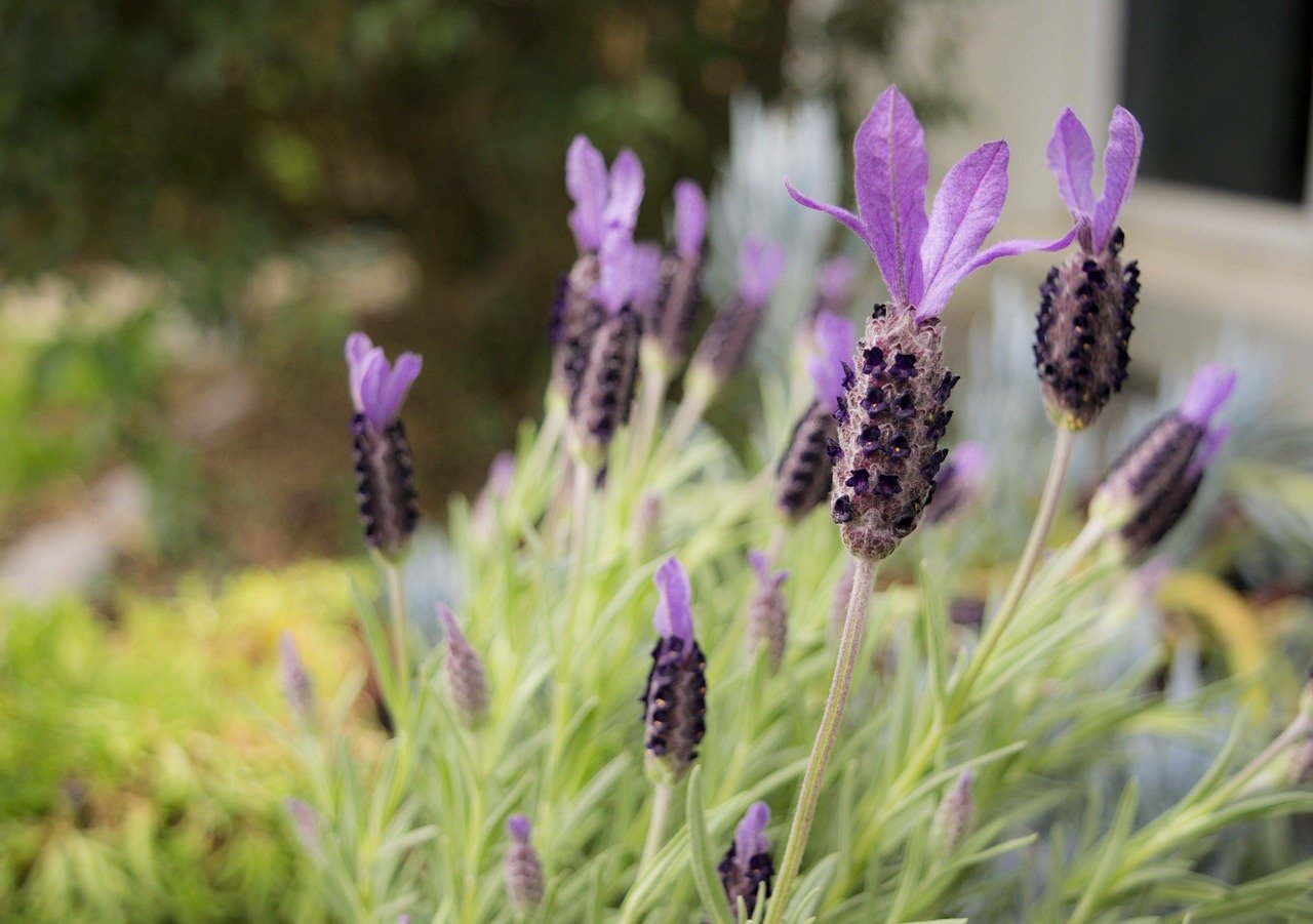 Lavender and Lemon Martini