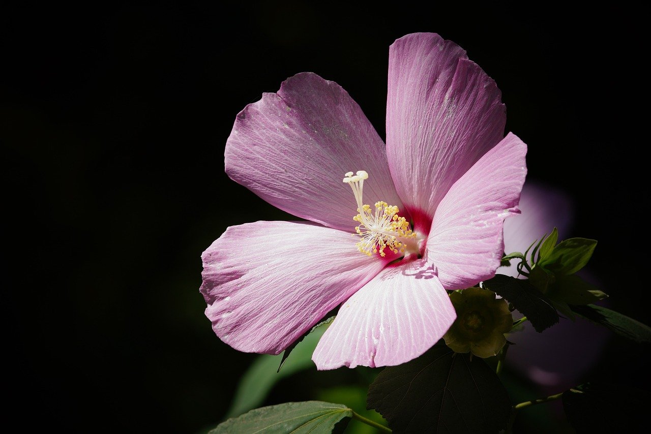 Hibiscus Rose Martini